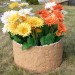 Цветник КАНЬОН купить в Электроуглях
